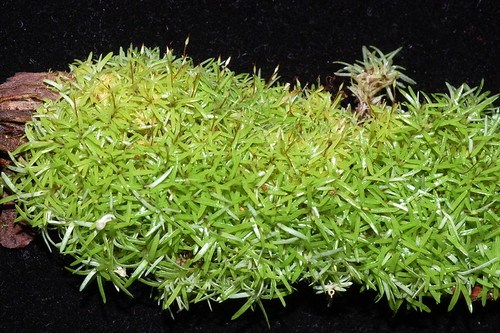 Moss Octoblepharum albidum (Leucophanaceae)